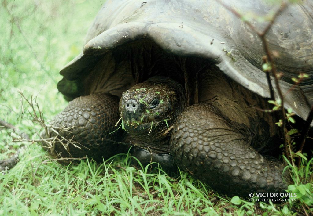 Galapago Volcan Alcedo